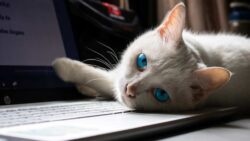自宅でテレワークをしている主人を見守る猫