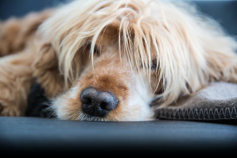 フローリングの床で寝る、フサフサとした毛のある犬