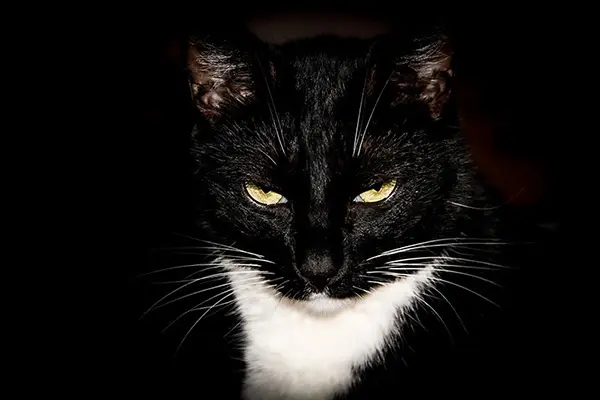 MassiGraのアイコンに似ている黒猫が睨んでいる